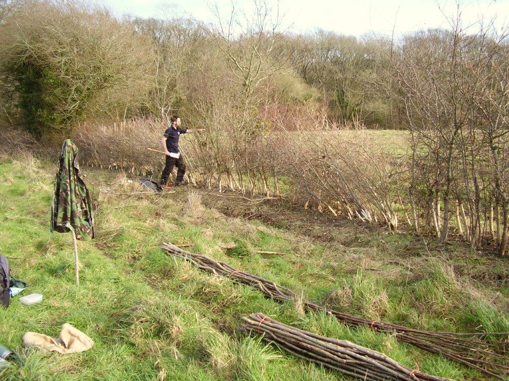 hedge laying in Binsted