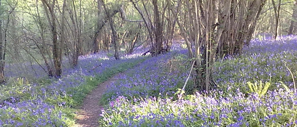 Ecological survey first image