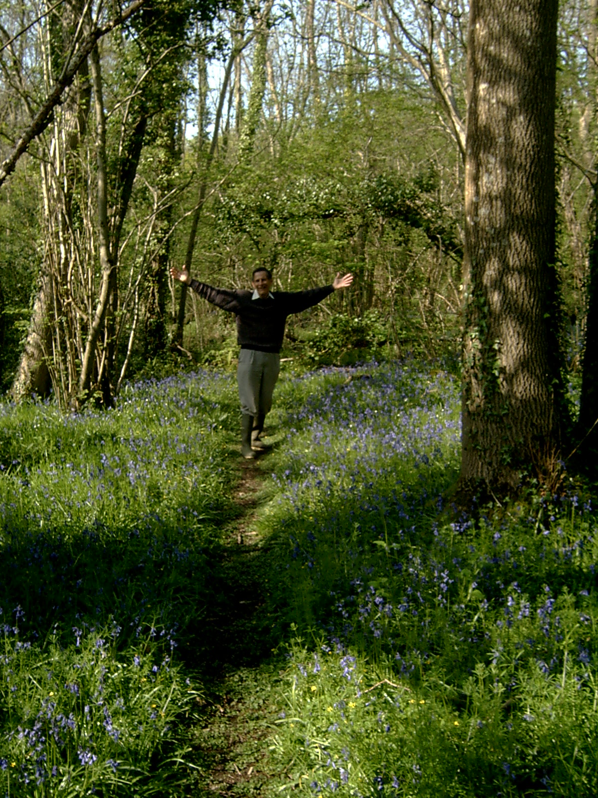 Binsted bluebells