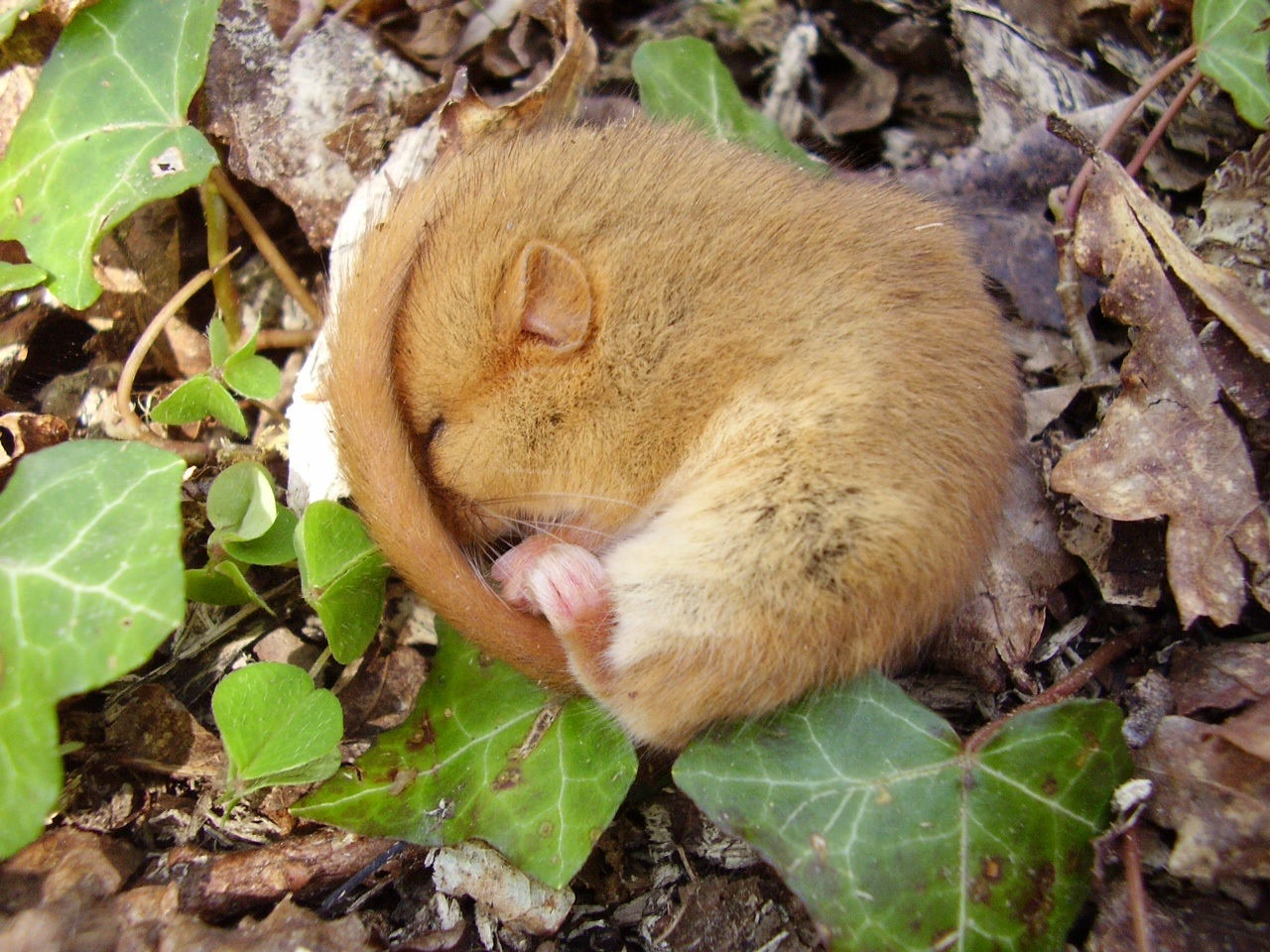 dormice banner pic