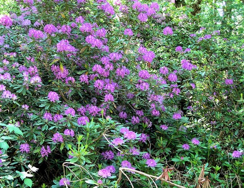 invasive rhododendron